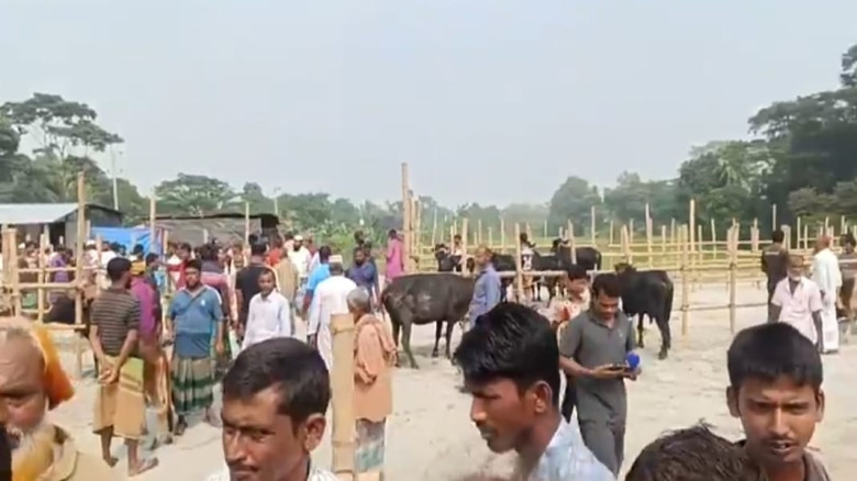 মতলব উত্তরে ঠেটালীয়া কৃষি -খামারিদের গরু-ছাগলের হা...