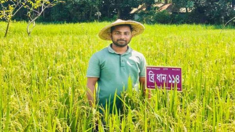 লক্ষ্মীপুরে কৃষিতে নতুন বিপ্লব ১২ জাতের উচ্চ ফলনশী...