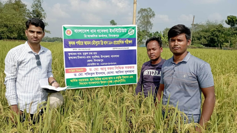 দিনাজপুরে ব্রি-১১০ ধানের আশানুরূপ ফলনে কৃষকের মুখে...