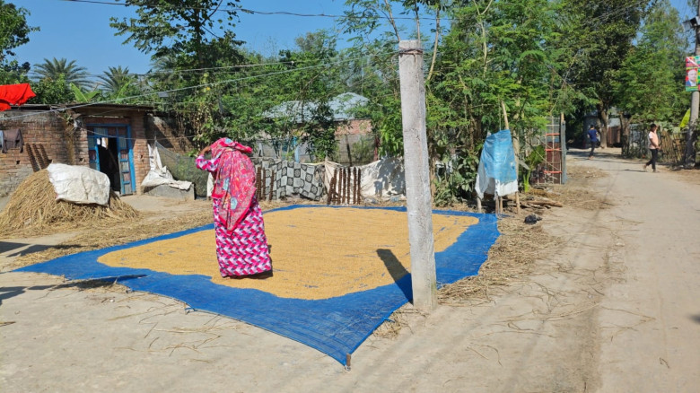 বিরামপুরে নবান্নের উৎসবমুখর আমেজ: নতুন ধানের ঘ্রাণ...