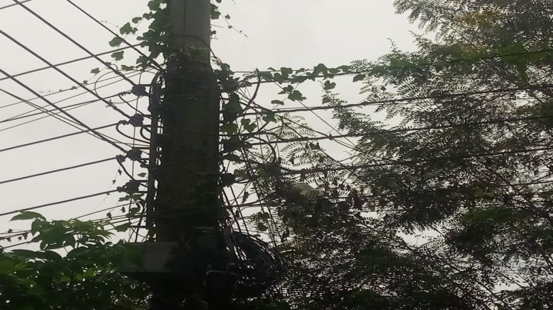 দিঘলিয়ায় বিদ্যুৎ লাইনের বেহাল অবস্থা ঝোপঝাড় আর গাছ...