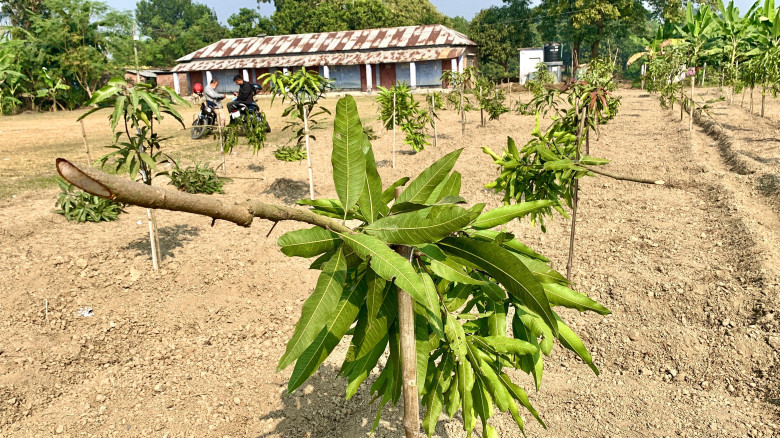 পবায় রাতের আঁধারে কেটে ফেলা হলো ১১৭টি আমগাছ-দুই ব...