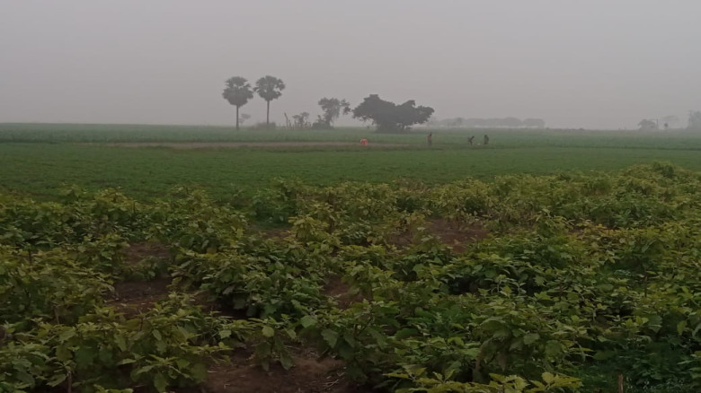 শীতে কাপছে উত্তরের জেলা ঠাকুরগাঁও...