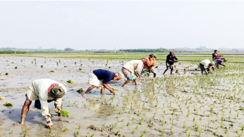 হাড়কাঁপানো শীতে চুয়াডাঙ্গায় বোরো ধান রোপণে ব্যস্ত ...