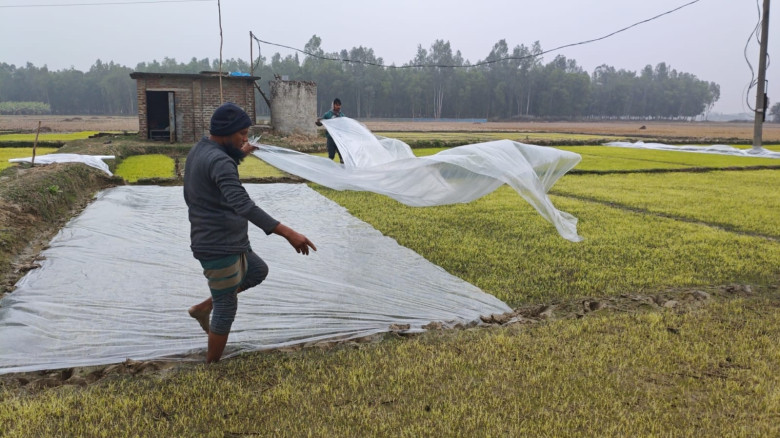 তীব্র শৈত্যপ্রবাহে বিপর্যস্ত বিরামপুরের বোরো বীজতল...