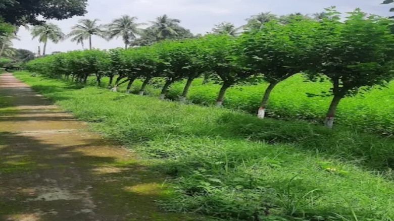 ভোলাহাটে রেশম চাষের চাহিদা ও অবদান বেশি...