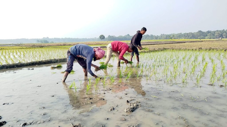 নড়াইলে বেড়েছে বোরো ধানের আবাদ...