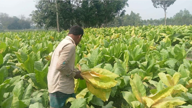 গাইবান্ধায় বাড়ছে তামাক চাষ, ঝুঁকিতে জনস্বাস্থ্য...