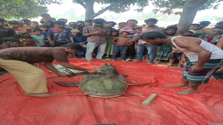 ধুনটে যমুনা নদীতে জেলের জালে ধরা পড়ল ১০৫ কেজির বাঘ...