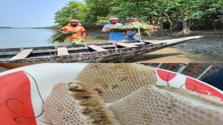 পহেলা এপ্রিল সুন্দরবনে শুরু হচ্ছে মধু আহরণ মৌসুম...