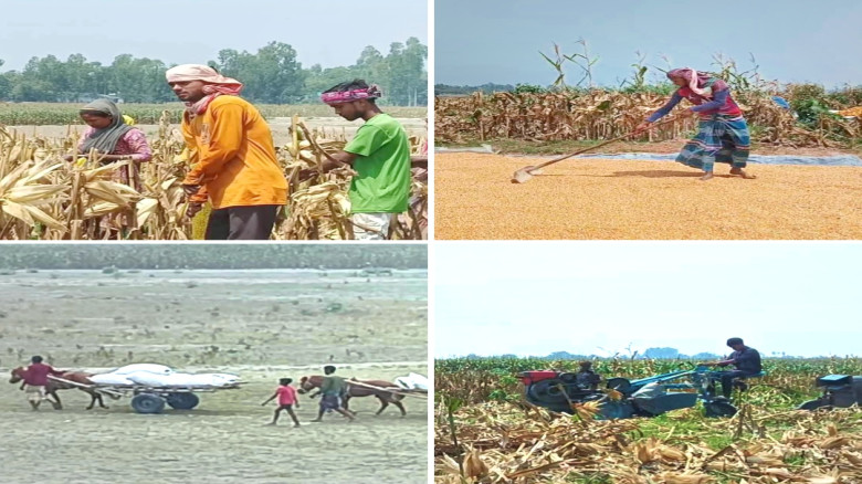 গাইবান্ধায় ভুট্টা মাড়াইয়ের ধুম ব্যস্ত কৃষকরা।...